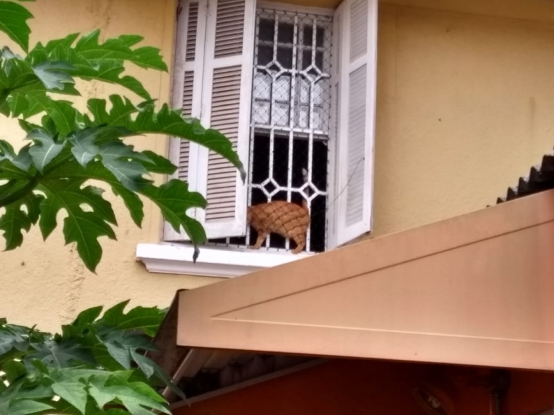 Colocação de Tela de Segurança para Animais Parque São Domingos - Tela de Segurança Fechada