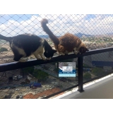 rede de proteção para gatos janela Bairro do Limão